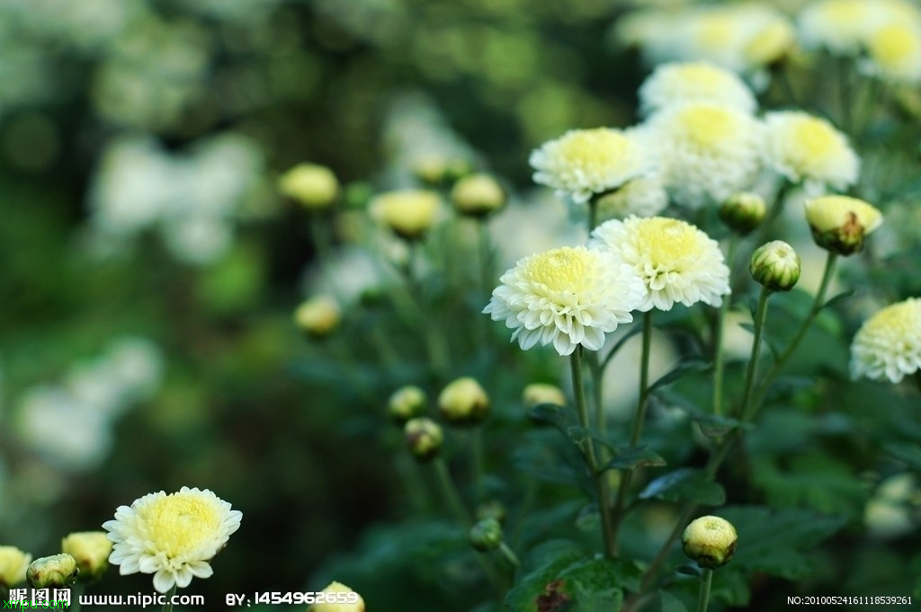 四大名菊:菊花茶的功效与作用