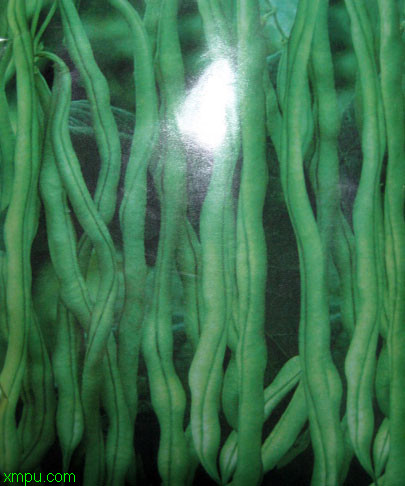 泰国架豆王:特性特性
