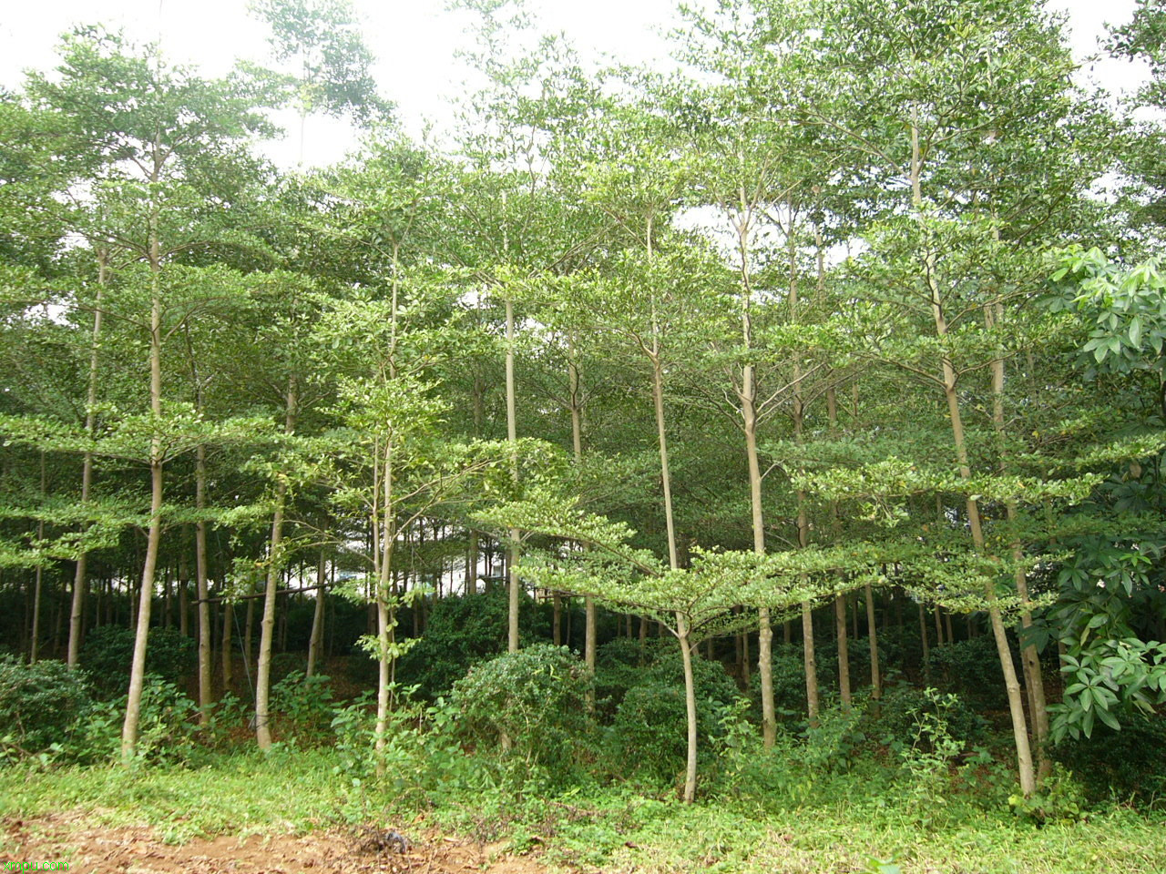 小叶榄仁:








花卉小叶榄仁图片资料