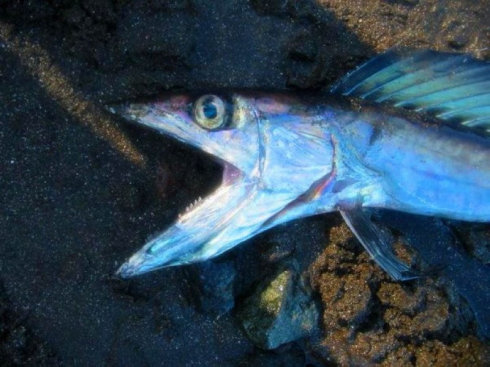 太湖大型底栖动物群落结构及多样性