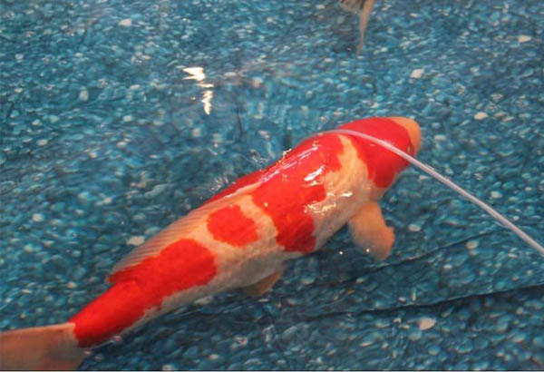 锦鲤鱼图片及锦鲤鱼种类