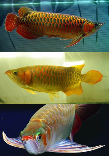 红龙鱼成长过程图片图片