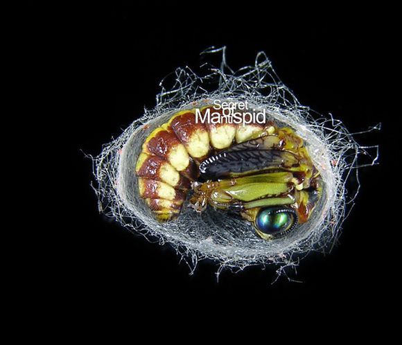 蝎蛉图片及蝎蛉种类