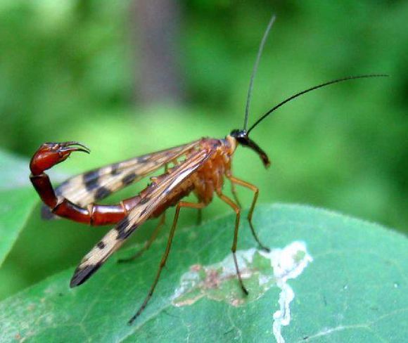 蝎蛉图片及蝎蛉种类