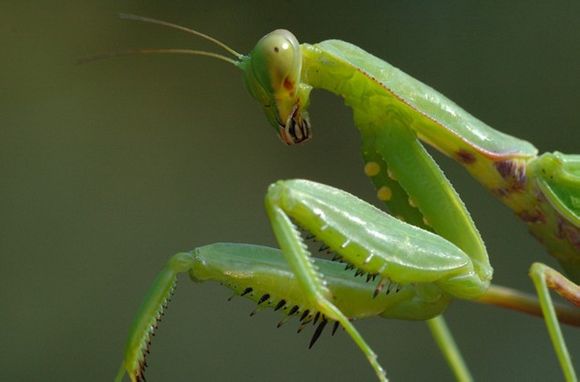 螳螂的外形特征图片