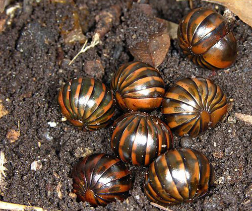 球马陆图片及球马陆种类