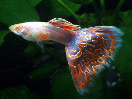 孔雀鱼图片及孔雀鱼种类