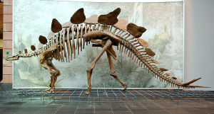 剑龙的骨架 - 法兰克福森肯贝格博物馆