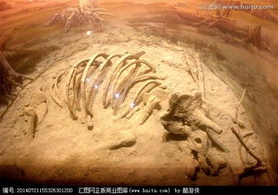 加贺龙