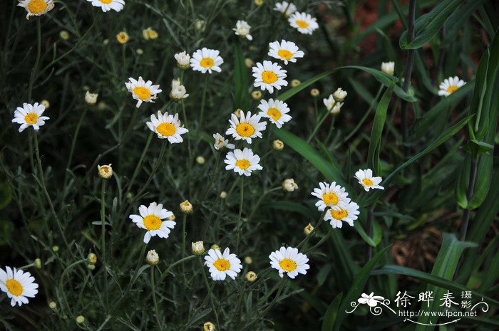 除蟲菊pyrethrum cinerariifolium圖片_除蟲菊pyrethrum cinerarii