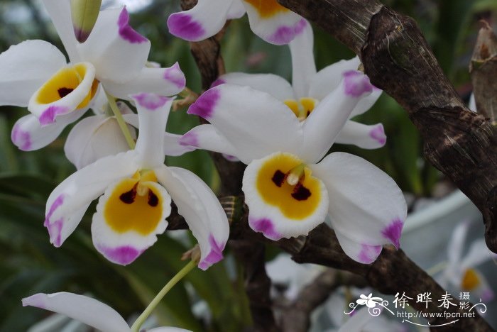 大苞鞘石斛 dendrobium wardianum图片_大苞鞘石斛 dendrobium war