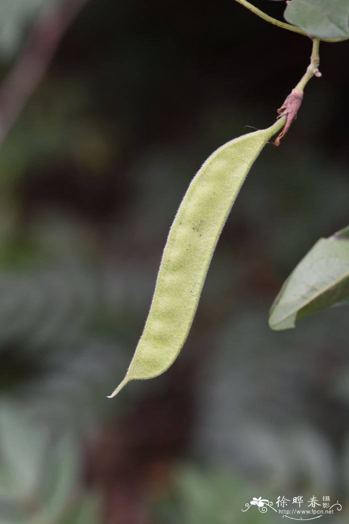 圆叶野扁豆dunbaria rotundifolia图片_圆叶野扁豆dunbaria