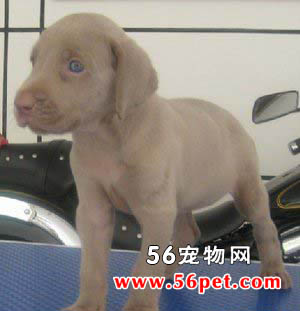 魏玛犬-狗狗品种介绍