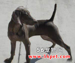 魏玛犬-狗狗品种介绍