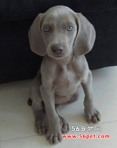 魏玛犬-狗狗品种介绍