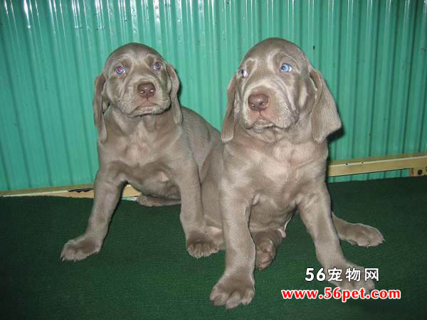 魏玛犬-狗狗品种介绍