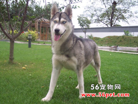西伯利亚雪橇犬哈士奇-狗狗品种介绍