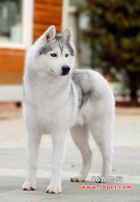 西伯利亚雪橇犬哈士奇-狗狗品种介绍