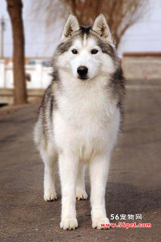 西伯利亚雪橇犬哈士奇-狗狗品种介绍