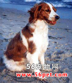 威尔斯激飞猎犬-狗狗品种介绍