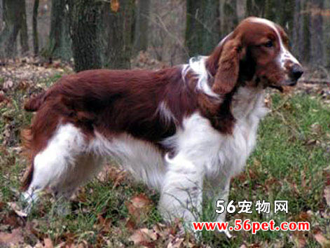 威尔斯激飞猎犬-狗狗品种介绍