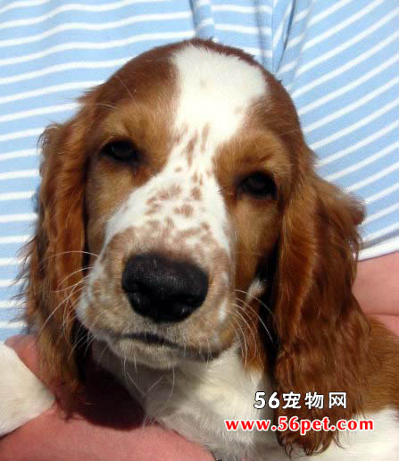 威尔斯激飞猎犬-狗狗品种介绍