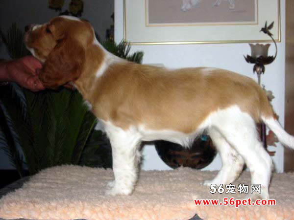 威尔斯激飞猎犬-狗狗品种介绍