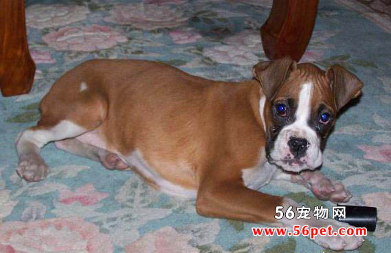 拳师犬-狗狗品种介绍