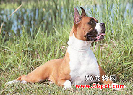 拳师犬-狗狗品种介绍