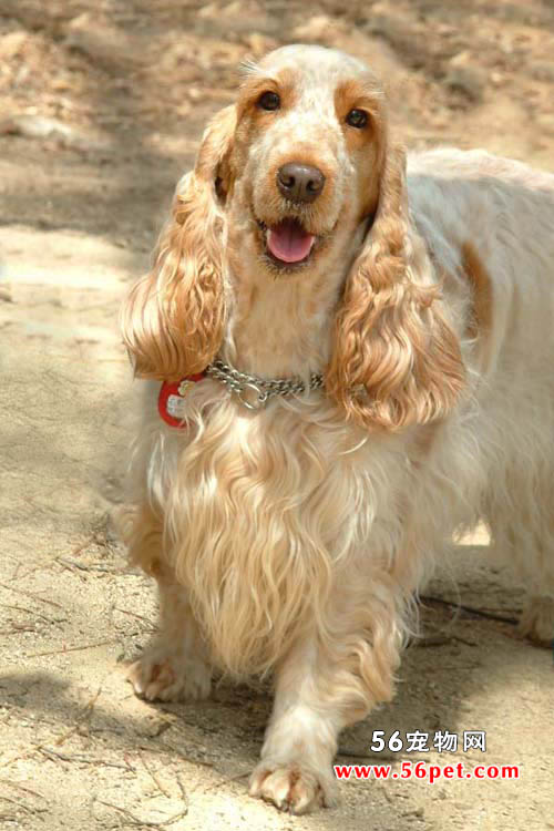可卡犬（英国可卡犬）-狗狗品种介绍