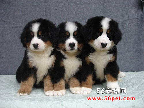 伯恩山犬-狗狗品种介绍