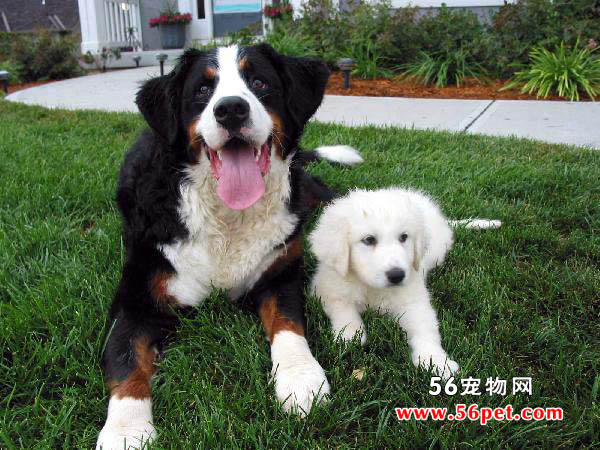 伯恩山犬-狗狗品种介绍
