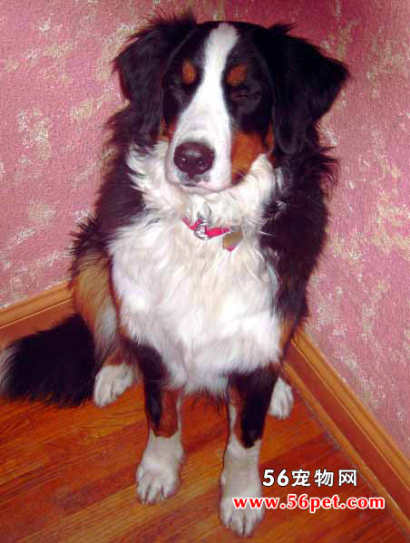 伯恩山犬-狗狗品种介绍