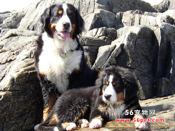 伯恩山犬-狗狗品种介绍