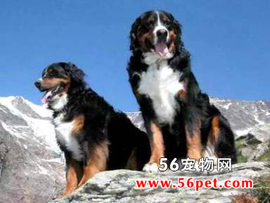 伯恩山犬-狗狗品种介绍