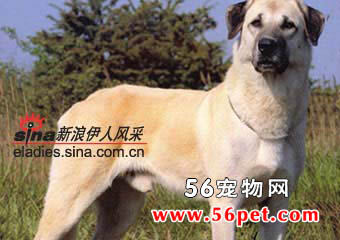 安娜图牧羊犬-狗狗品种介绍