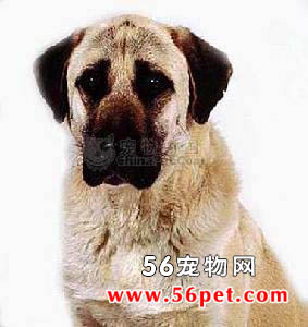 安娜图牧羊犬-狗狗品种介绍