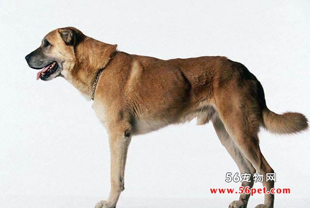 安娜图牧羊犬-狗狗品种介绍