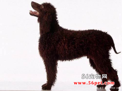 安娜图牧羊犬-狗狗品种介绍