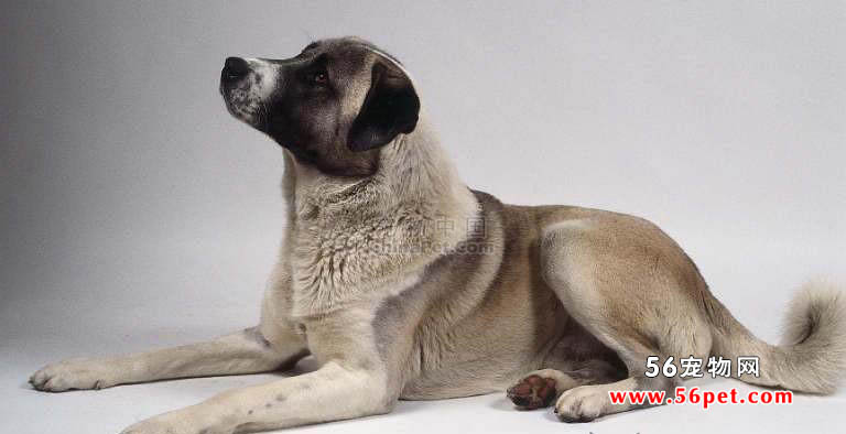 安娜图牧羊犬-狗狗品种介绍
