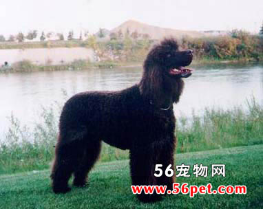美国水猎犬-狗狗品种介绍