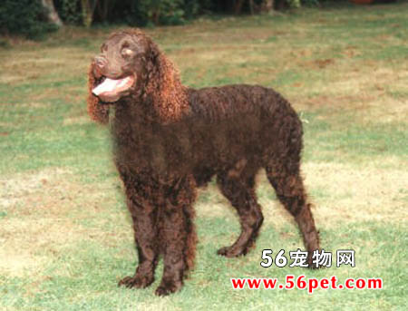 美国水猎犬-狗狗品种介绍