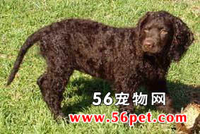美国水猎犬-狗狗品种介绍