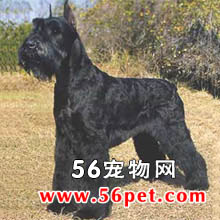标准雪纳瑞-狗狗品种介绍