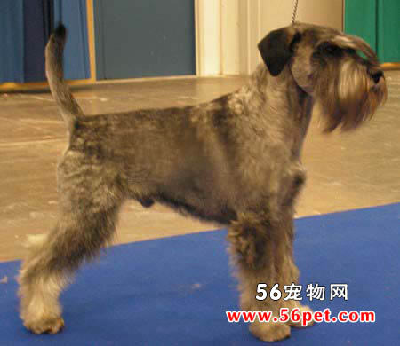 标准雪纳瑞-狗狗品种介绍