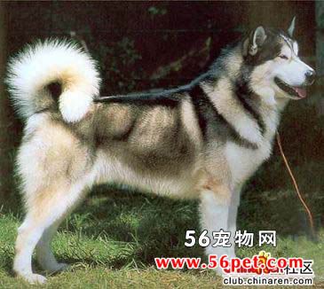 阿拉斯加雪橇犬-狗狗品种介绍