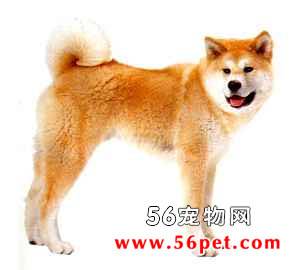 秋田犬-狗狗品种介绍
