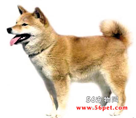 秋田犬-狗狗品种介绍
