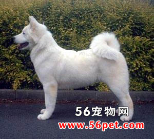 秋田犬-狗狗品种介绍