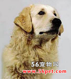 库瓦斯犬-狗狗品种介绍